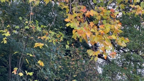 Yellow Leaves on a Branch Stock-Footage 119207331