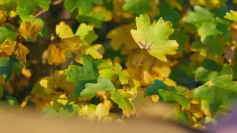 Yellow leaves on a branch Stock Footage 320557664