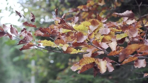 Yellow leaves on a branch. Soft focus. Autumn nature Stock Footage 148222954