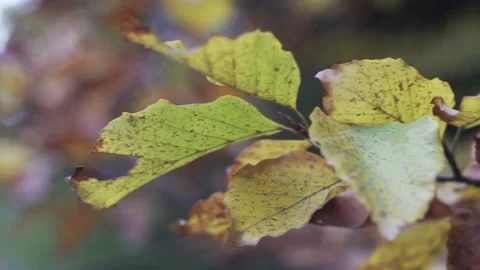 Yellow leaves on a branch. Soft focus. Autumn nature Stock Footage 148223613
