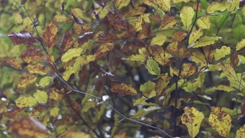 Yellow leaves on a branch. Soft focus. Autumn nature Stock Footage 148223673