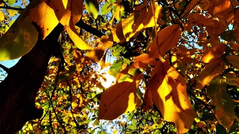 Yellow leaves on branches of walnut tree sway in wind. Stock Footage 162553596