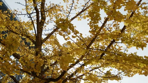 Yellow leaves with bridge behind Stockbeeldmateriaal 269020238