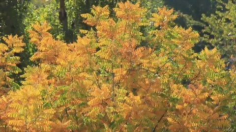 Yellow leaves bush Stock Footage 80601054