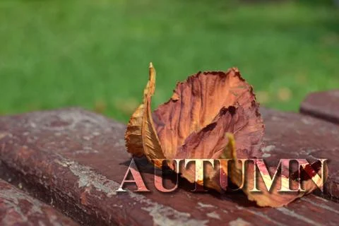 Yellow leaves of chestnut on a bench with lumpy paint with a small depth of Foto stock