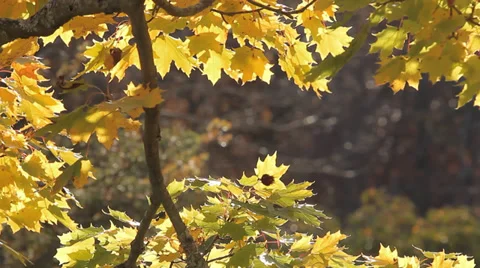 Yellow leaves on Connecticut tree in fall 스톡 동영상 36899525