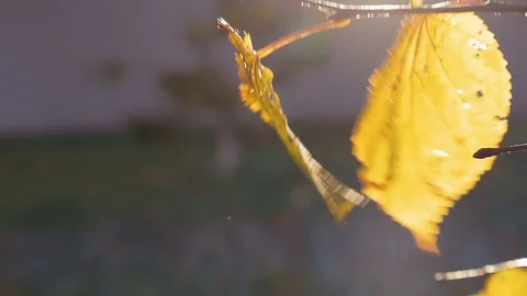 Yellow leaves develop in the wind in the autumn Stock Footage 81525335