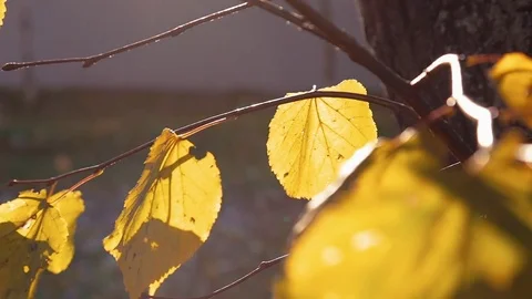 Yellow leaves develop in the wind in the autumn Stock Footage 81525336