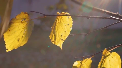 Yellow leaves develop in the wind in the autumn Stock Footage 81525341