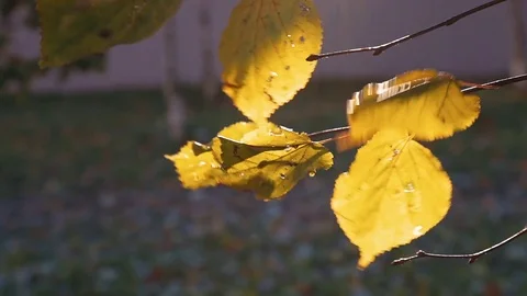 Yellow leaves develop in the wind in the autumn Stock Footage 81525345