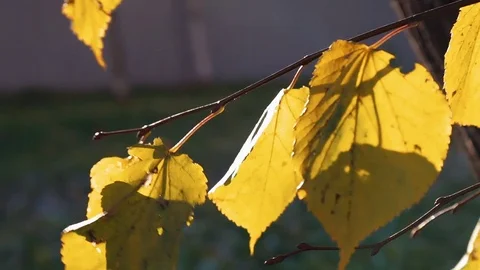 Yellow leaves develop in the wind in the autumn Stock Footage 81525349