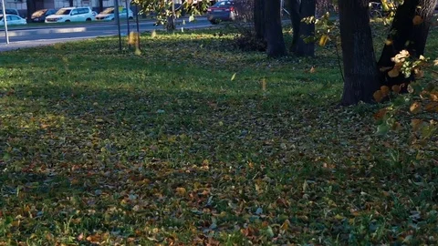 Yellow leaves develop in the wind in the autumn Stock Footage 81525618