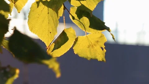 Yellow leaves develop in the wind in the autumn Stock Footage 81525631