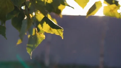 Yellow leaves develop in the wind in the autumn Stock Footage 81525636