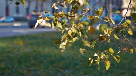 Yellow leaves develop in the wind in the autumn Stock Footage 81525708