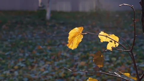 Yellow leaves develop in the wind in the autumn Stock Footage 81525718