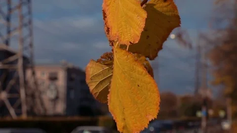Yellow leaves develop in the wind in the autumn Stock Footage 81526284