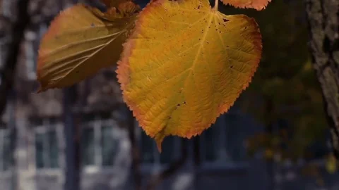 Yellow leaves develop in the wind in the autumn Stock Footage 81526287