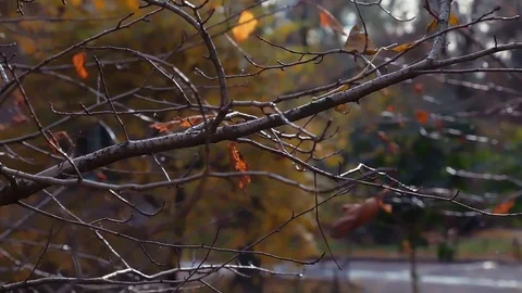 Yellow leaves develop in the wind in the autumn Stock Footage 81526390