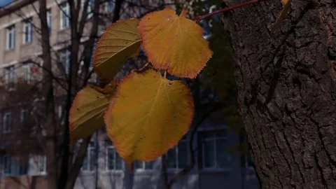 Yellow leaves develop in the wind in the autumn Stock Footage 81526407