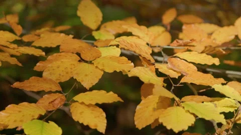 Yellow leaves with dots Stock Footage 226249873