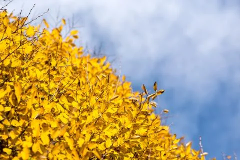 Yellow leaves draft a diagonal section in the blue sky and clouds Stock Photos