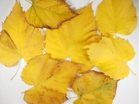 Yellow leaves in fall background Stock Photos