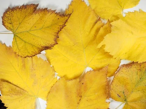 Yellow leaves in fall background Stock-Fotos