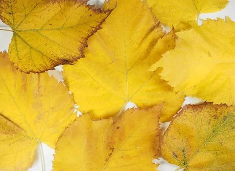Yellow leaves in fall background Stock-Fotos