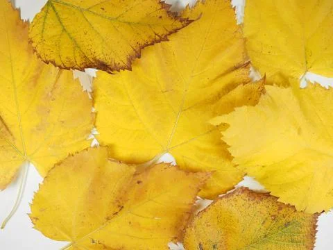 Yellow leaves in fall background Stock Photos