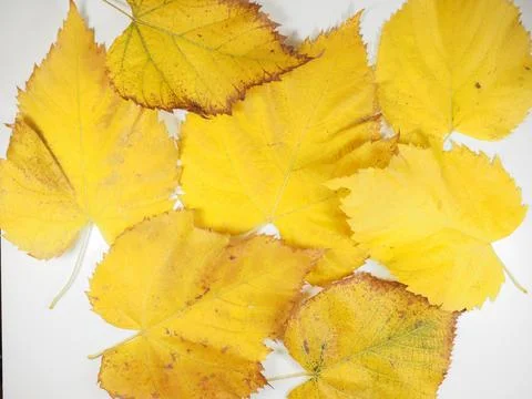 Yellow leaves in fall background 스톡 사진