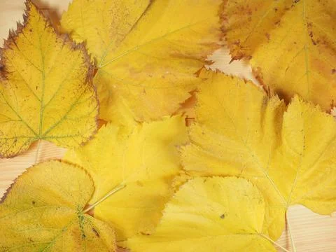 Yellow leaves in fall background 스톡 사진