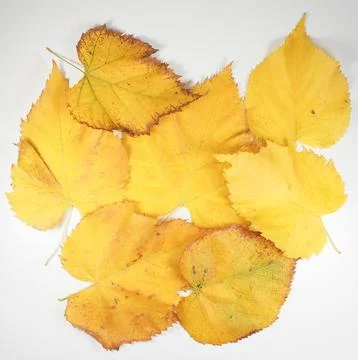 Yellow leaves in fall background 스톡 사진