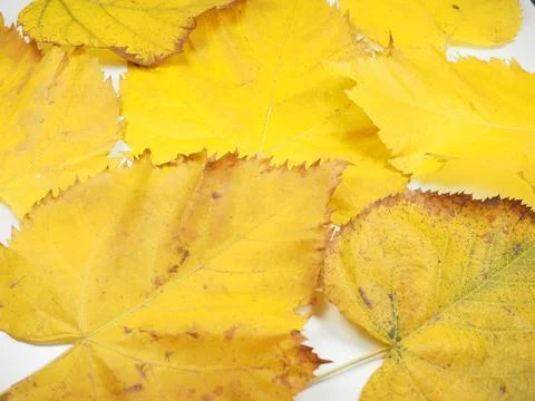 Yellow leaves in fall background Stock Photos