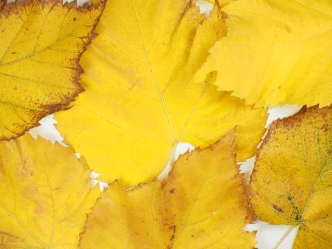 Yellow leaves in fall background Stock Photos