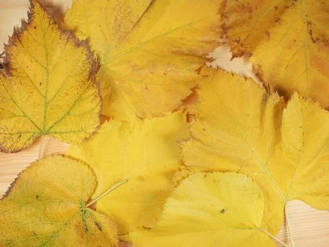 Yellow leaves in fall background Foto stock