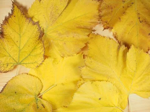 Yellow leaves in fall background Stock Photos
