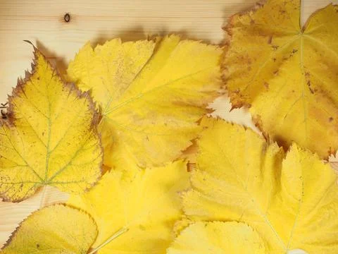Yellow leaves in fall background Stock Photos