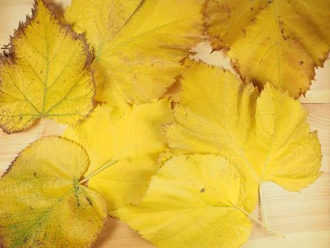 Yellow leaves in fall background Foto stock