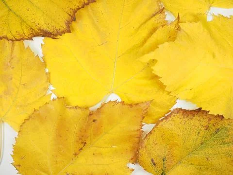 Yellow leaves in fall background Stock Photos