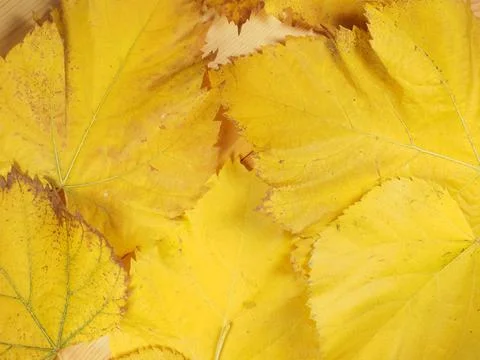 Yellow leaves in fall background Stock Photos