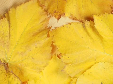 Yellow leaves in fall background Foto stock