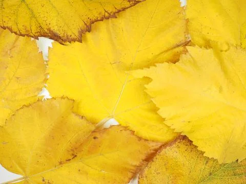Yellow leaves in fall background Stock Photos
