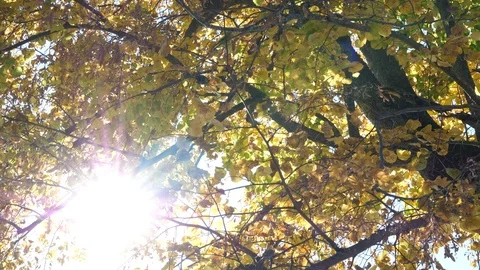 Yellow leaves in the fall backlit by sunlight Stock Footage 112390307