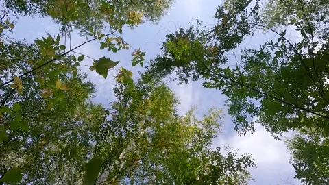 Yellow leaves fall down from the tops of autumn trees in the autumn fores Stock Footage 250609498