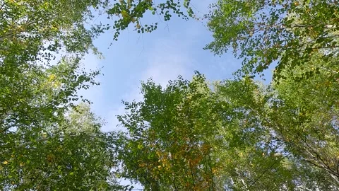 Yellow leaves fall down from the tops of autumn trees in the autumn fores Video stock 250617353