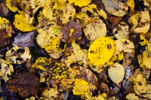 Yellow leaves fall on the floor during autumn season Stock Photos