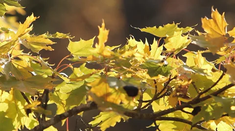 Yellow leaves of fall foliage Video stock 36897113