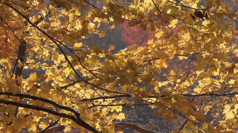 Yellow leaves of fall foliage 스톡 동영상 36897232
