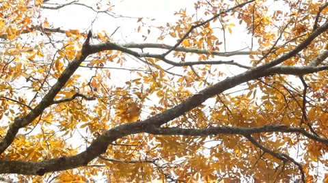 Yellow leaves in the fall Vídeo Stock 1003673